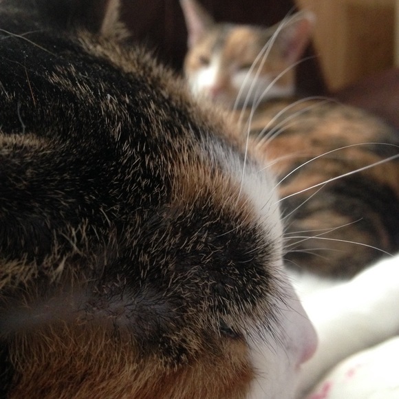 cate9799